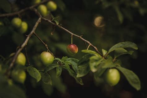 Fruits ensachés sur un arbre