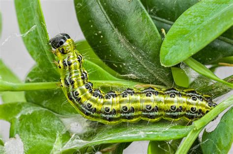 Chenille de pyrale du buis
