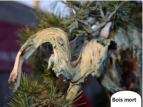 Travail du bois mort sur un bonsaï de buis