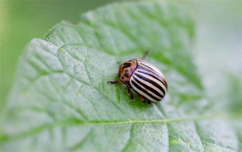 Exemple d'insecte ravageur sur une feuille de pomme de terre