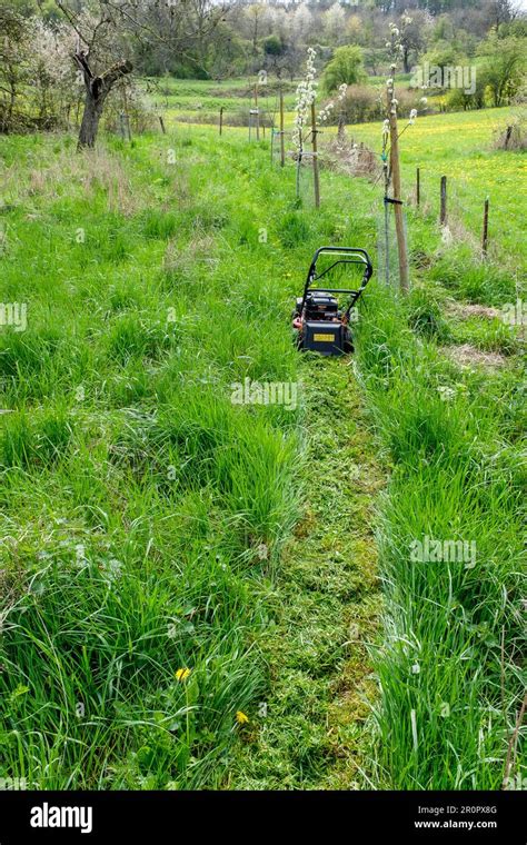 Personne tondant sa pelouse dans un jardin résidentiel