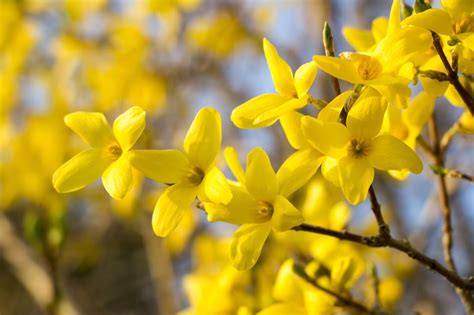 fleurs de forsythia