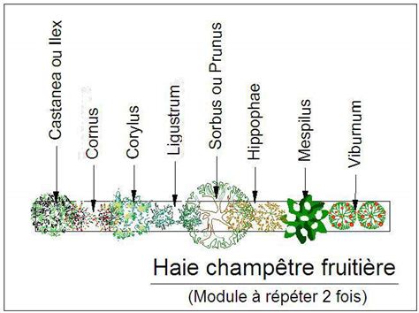 Schéma de haie fruitière multi-étagée