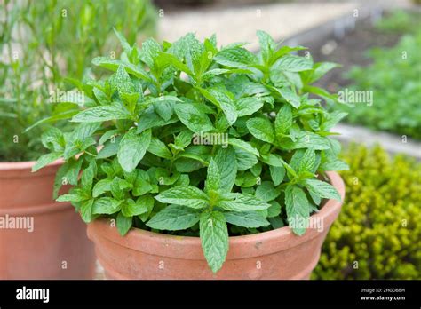 Plantes de menthe luxuriantes dans un jardin