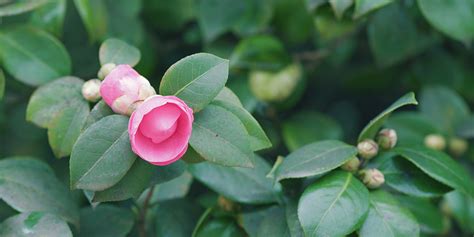 Boutons floraux de menthe