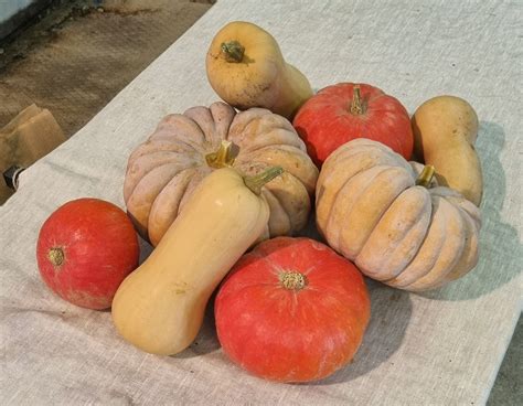 Organigramme simple de l'EARL Domaine Les Jussieres avec les noms des gérants