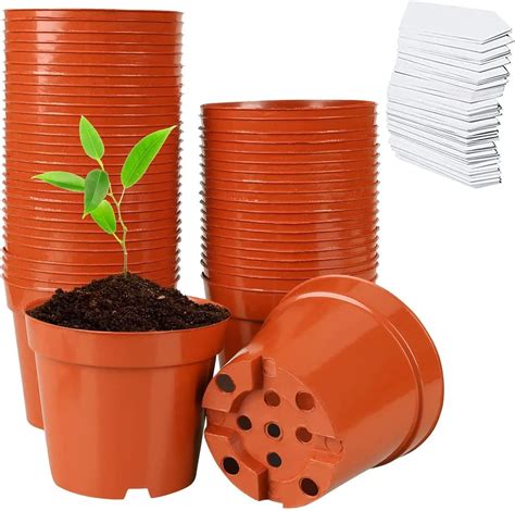 Image macro de racines asphyxiées dans un pot en plastique sans drainage
