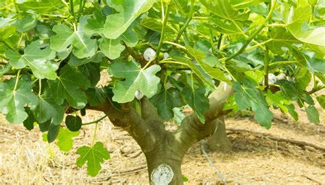 Figuier en pleine floraison avec des fruits verts