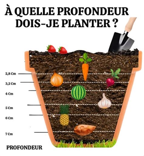 Infographie montrant la profondeur idéale de plantation et le paillage