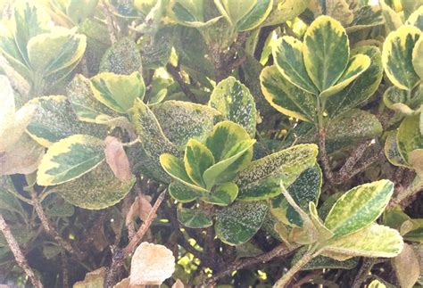 gros plan sur des feuilles de fusain atteintes par l'oïdium et des cochenilles