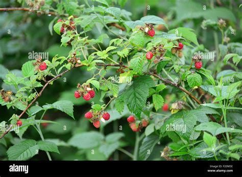framboises mûres sur une branche