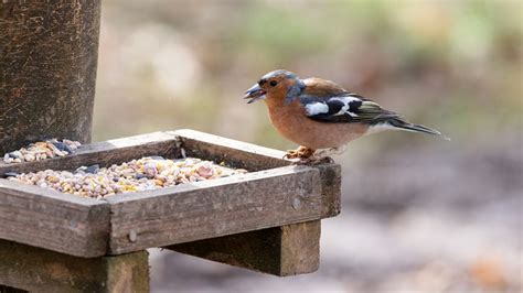 oiseaux se nourrissant dans la nature