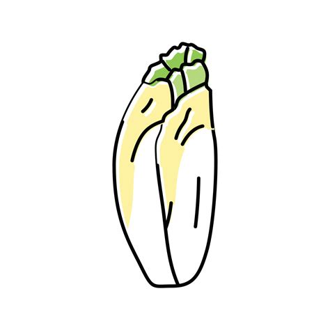 Illustration d'endives fraiches