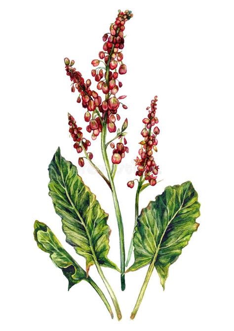 Illustration botanique de Rumex crispus