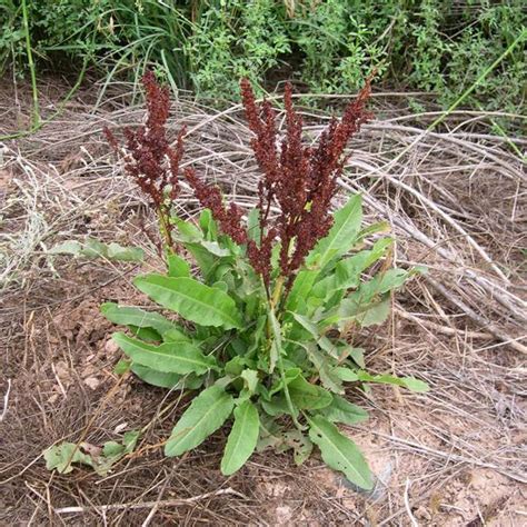 Graines de Rumex crispus