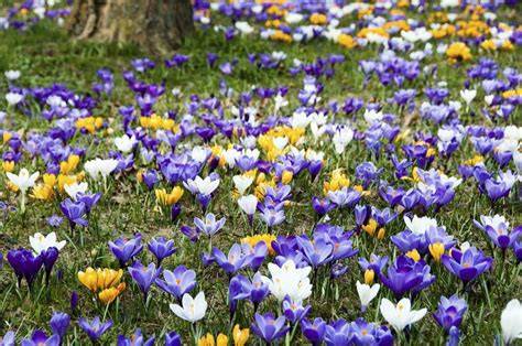 Champ de Crocus Sativus en floraison