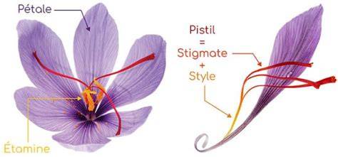 Schéma du Crocus Sativus montrant les stigmates