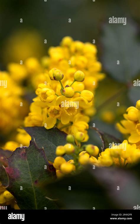 Une vue rapprochée des fleurs jaune vif de l'Ochna integerrima en pleine floraison