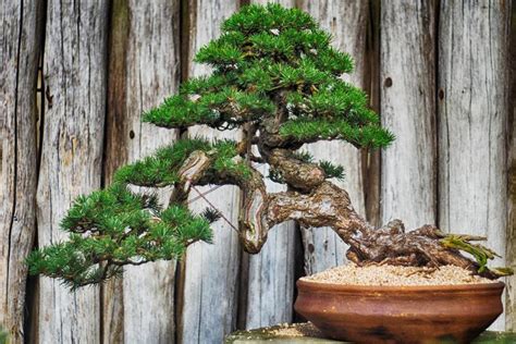 Un spécimen de Ochna integerrima sculpté en style Bonsaï dans un pot en céramique