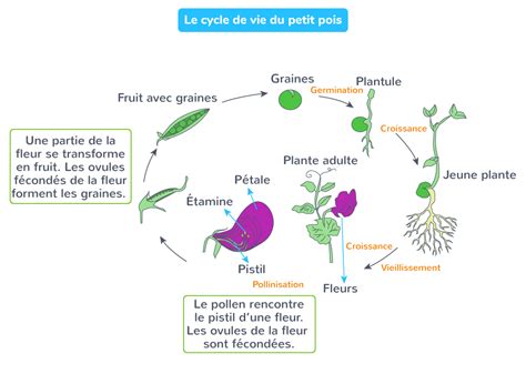 Schéma illustrant le cycle de vie de l'Ochna, de la fleur aux baies noires