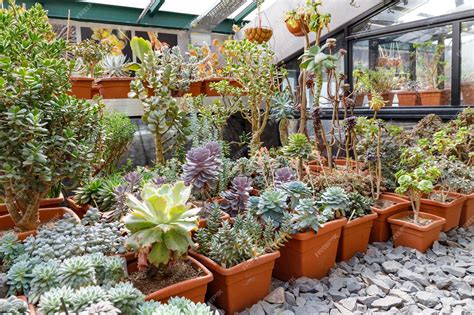 Collection de plantes succulentes dans une serre