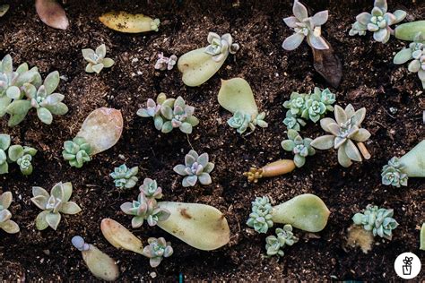 Illustration montrant les différentes méthodes de multiplication des succulentes