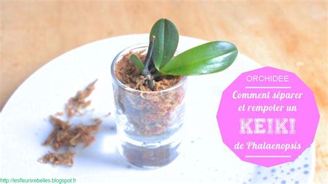 Illustration d'une orchidée Phalaenopsis avec un keiki