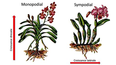 Diagramme comparatif des orchidées monopodiales et sympodiales