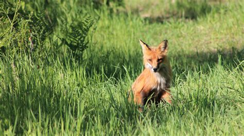 Voisins discutant poliment dans un jardin