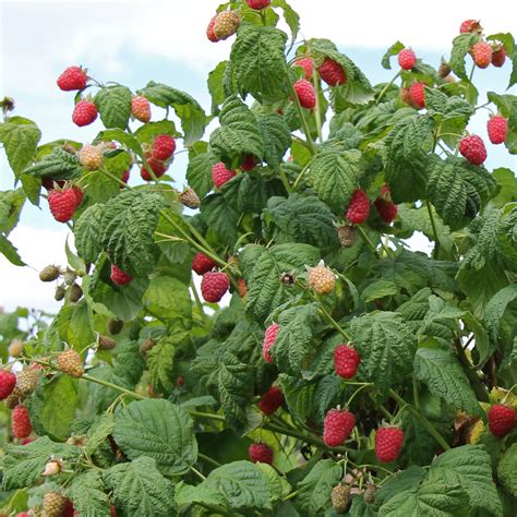 Illustration d'un framboisier 'Héritage' portant des framboises mûres