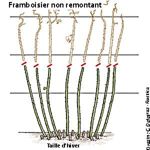 Schéma de taille d'un framboisier remontant pour les deux récoltes