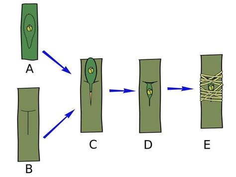 Schéma de la greffe en chip-budding