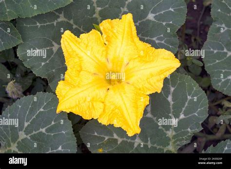 Fleur de courge jaune éclatante