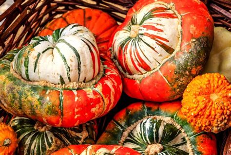 Courges Cucurbita maxima de différentes formes
