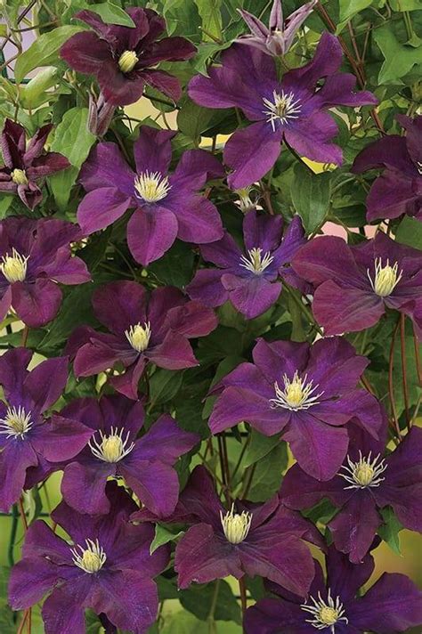 Clématite 'Warszawska Nike' en pleine floraison