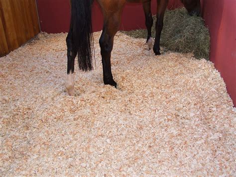 Cheval dans un box avec une litière de copeaux de bois