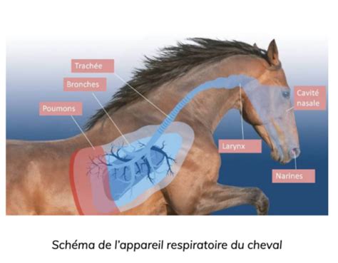 Schéma des voies respiratoires du cheval et impact de l'ammoniac