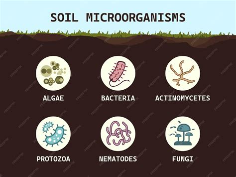 Illustration des micro-organismes dans le compost