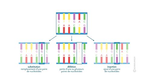 Schéma représentant les différents types de constructions génétiques végétales