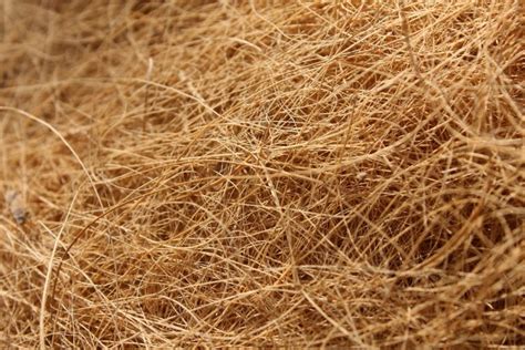 Fibres de coco