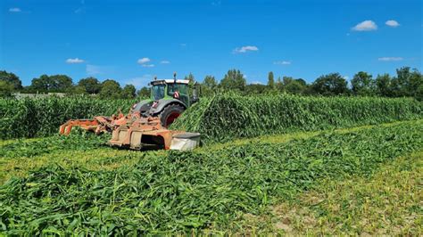 Récolte du sorgho ensilage