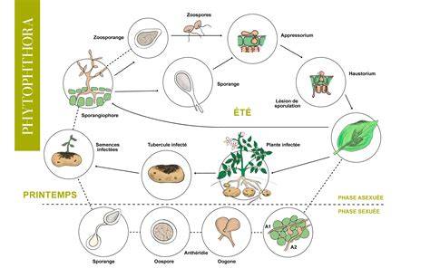 Schéma du cycle de vie du Phytophthora