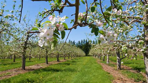 Pommiers en fleurs dans un espace public