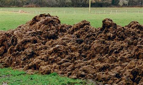 Champ agricole avec du fumier épandu