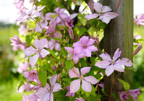 Image d'une clématite fleurissant abondamment après un bon entretien