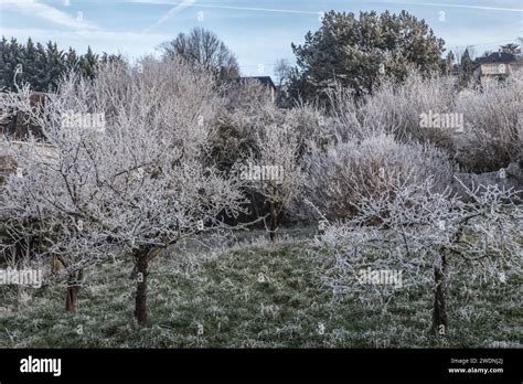 Arbres fruitiers sous la neige ou le givre