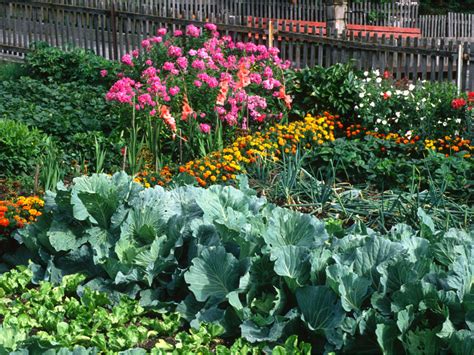 potager fleuri et légumes russes