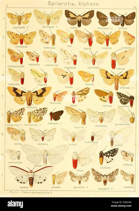 Infographie présentant diverses espèces de Crassulaceae avec leurs noms et caractéristiques principales