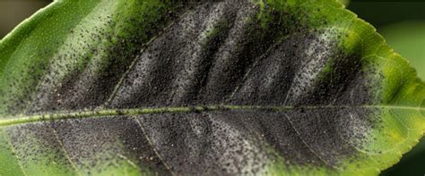 Feuilles de rosier atteintes par la fumagine