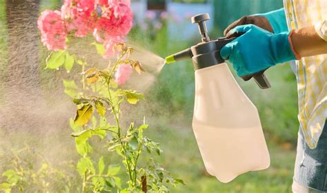 Application d'une solution de savon noir sur un rosier